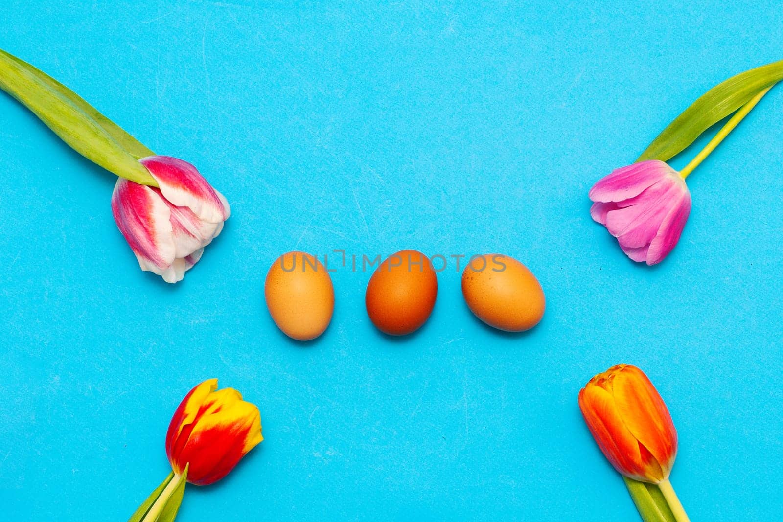 Beautiful still life of red tulips on a blue background.