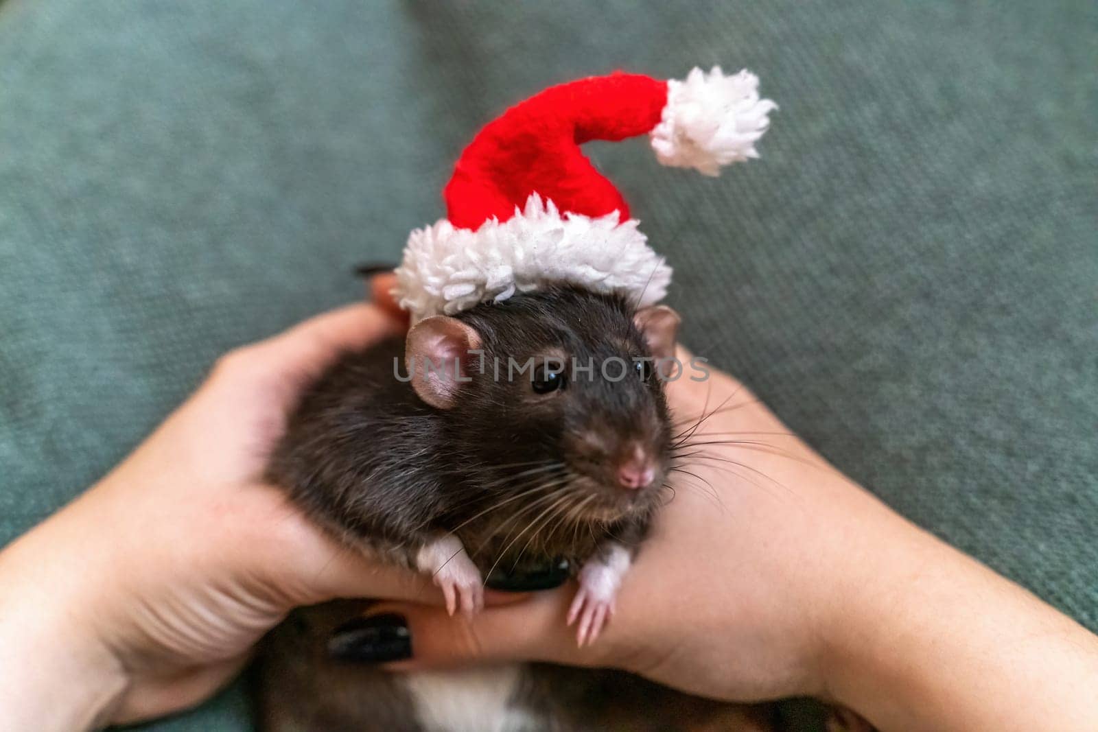 Rat Santa hat. Symbol of the Chinese New Year. Funny black rat D by Matiunina