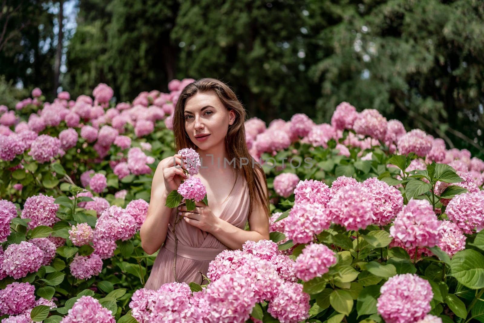 Hydrangeas Happy woman in pink dress amid hydrangeas. Large pink hydrangea caps surround woman. Sunny outdoor setting. Showcasing happy woman amid hydrangea bloom. by Matiunina