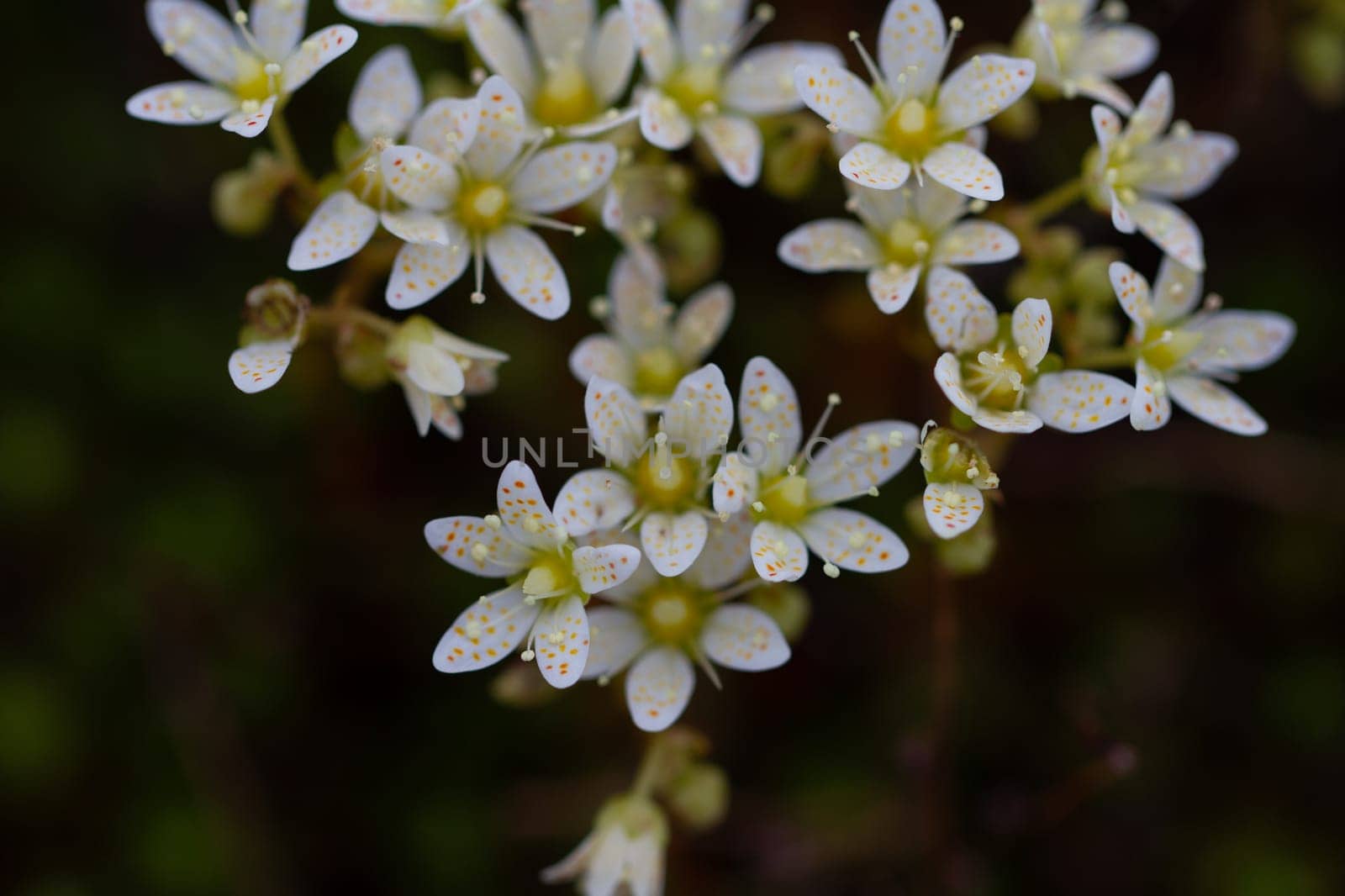 Closeup of prickly saxifrage flowers growing in large bunches by Granchinho