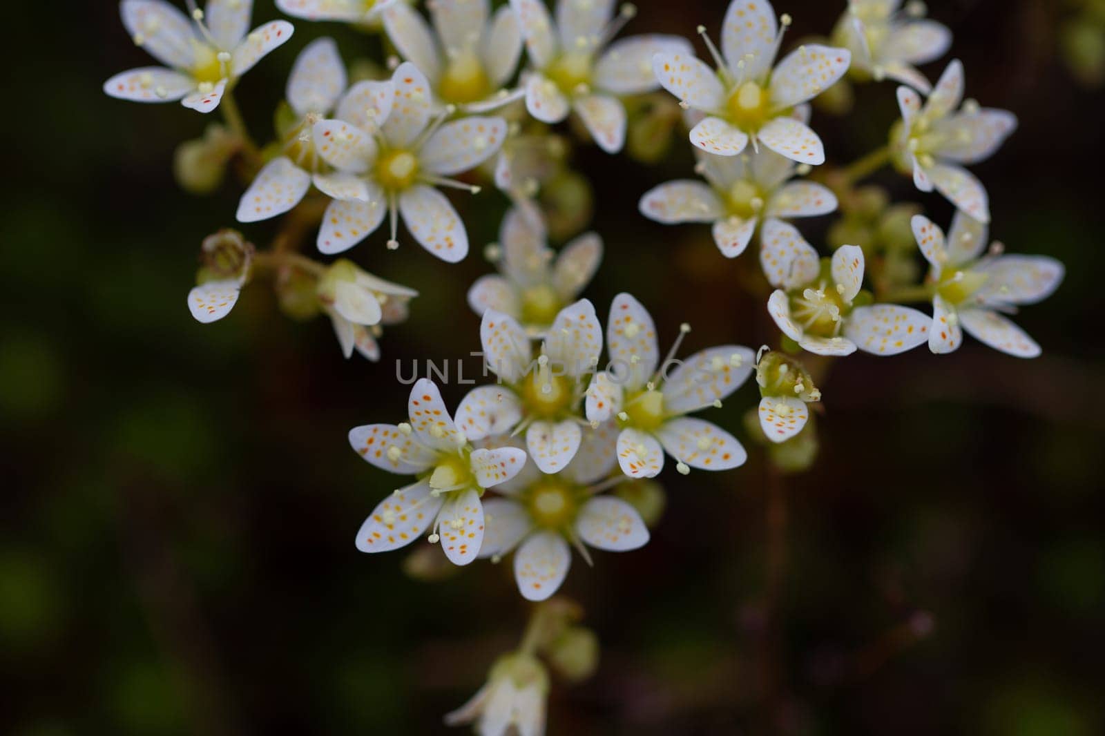 Prickly Saxifrage or Saxifraga tricuspidata, small cream coloured flowers with orange spots. Prickly saxifrage is a loosely matted perennial, that grows in large bunches, close to the ground. Arviat, Nunavut, Canada