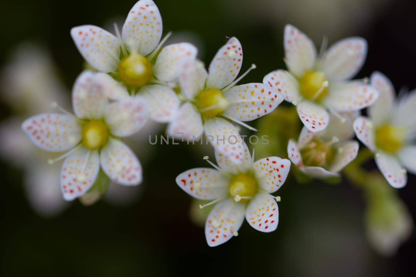 Prickly Saxifrage or Saxifraga tricuspidata, small cream coloured flowers with orange spots. Prickly saxifrage is a loosely matted perennial, that grows in large bunches, close to the ground. Arviat, Nunavut, Canada