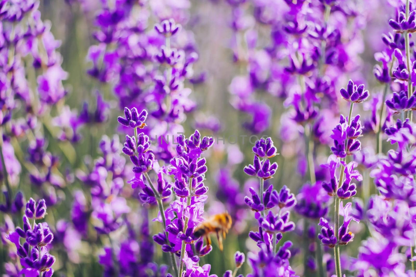 Lavender flower blooming scented fields in endless rows. Selective focus on Bushes of lavender purple aromatic flowers at lavender field. Abstract blur for background.