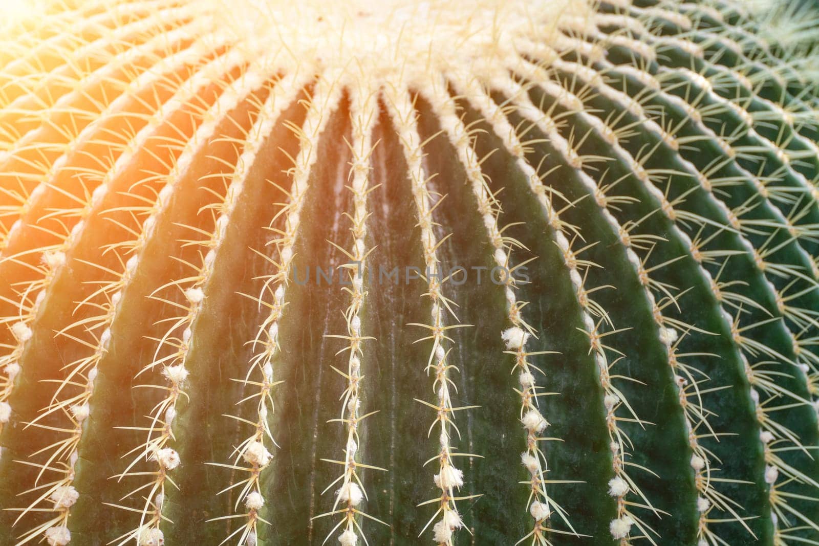 thorn cactus texture background. Golden barrel cactus, golden ball or mother-in-law's cushion Echinocactus grusonii is a species of barrel cactus which is endemic to east-central Mexico by Matiunina