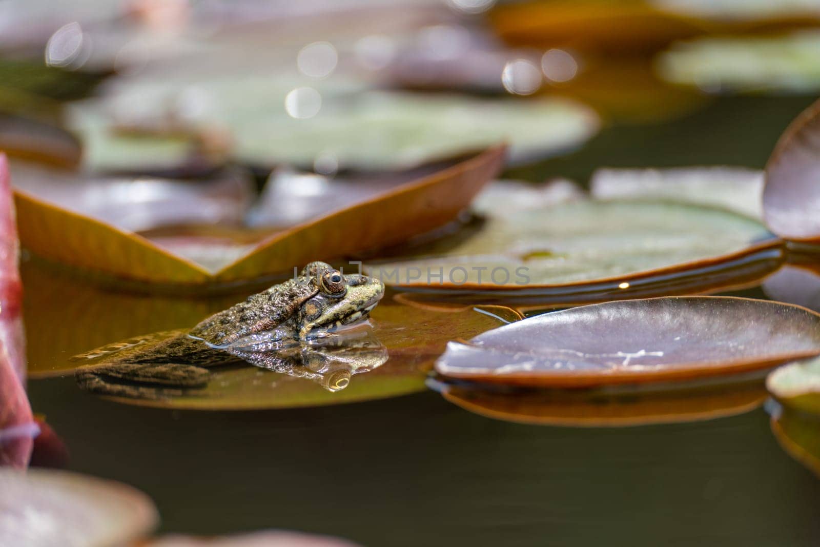 frog leaf water lily. A small green frog is sitting at the edge of water lily leaves in a pond by Matiunina