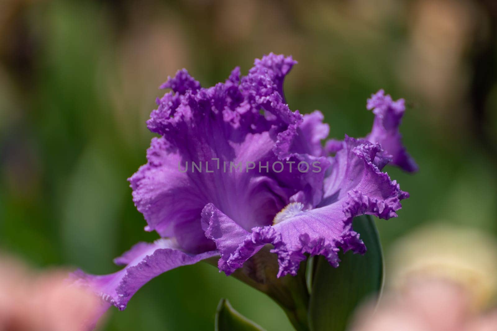 Purple bearded iris flower close up by Matiunina