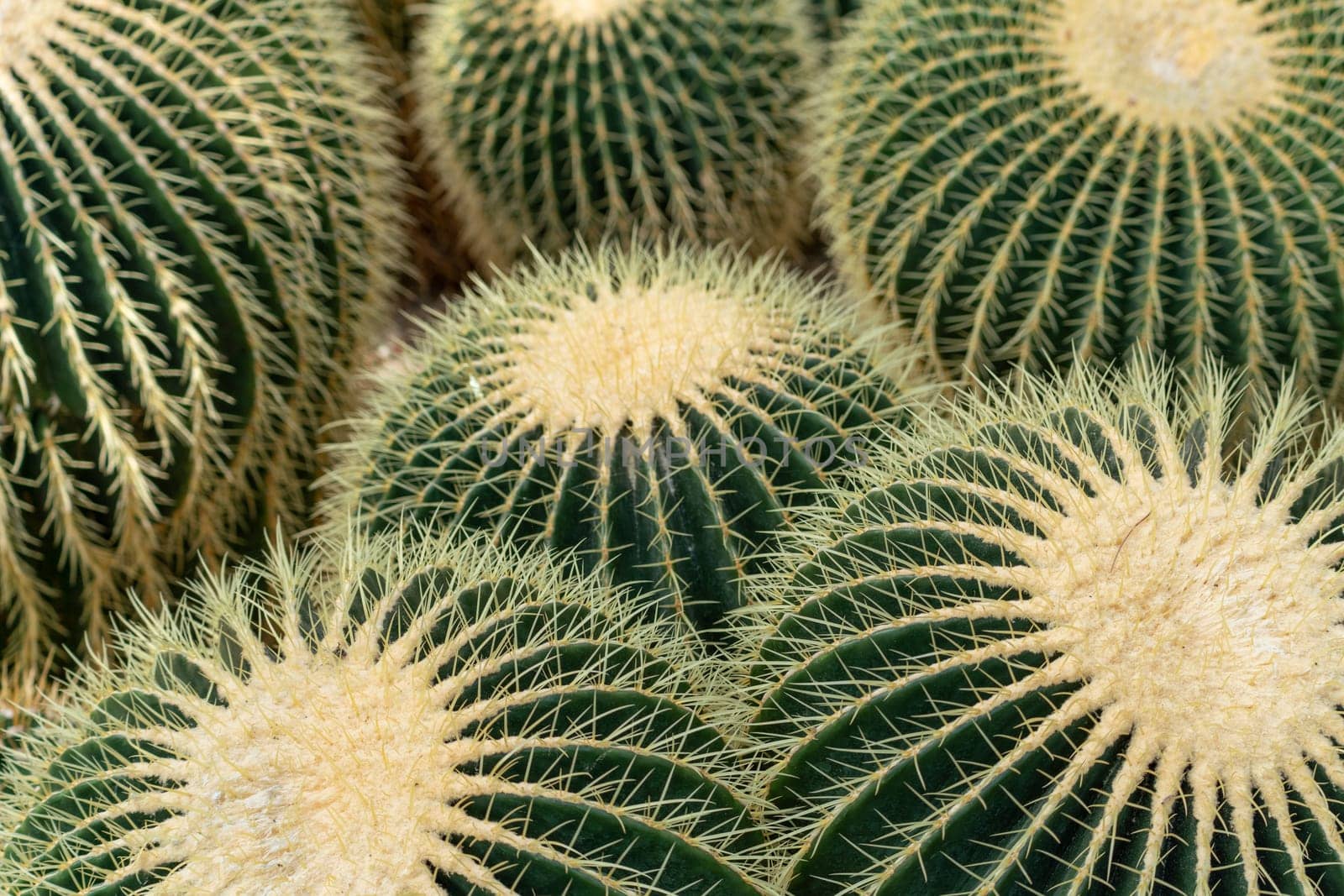 thorn cactus texture background, close up. Golden barrel cactus, golden ball or mother-in-law's cushion Echinocactus grusonii is a species of barrel cactus which is endemic to east-central Mexico.