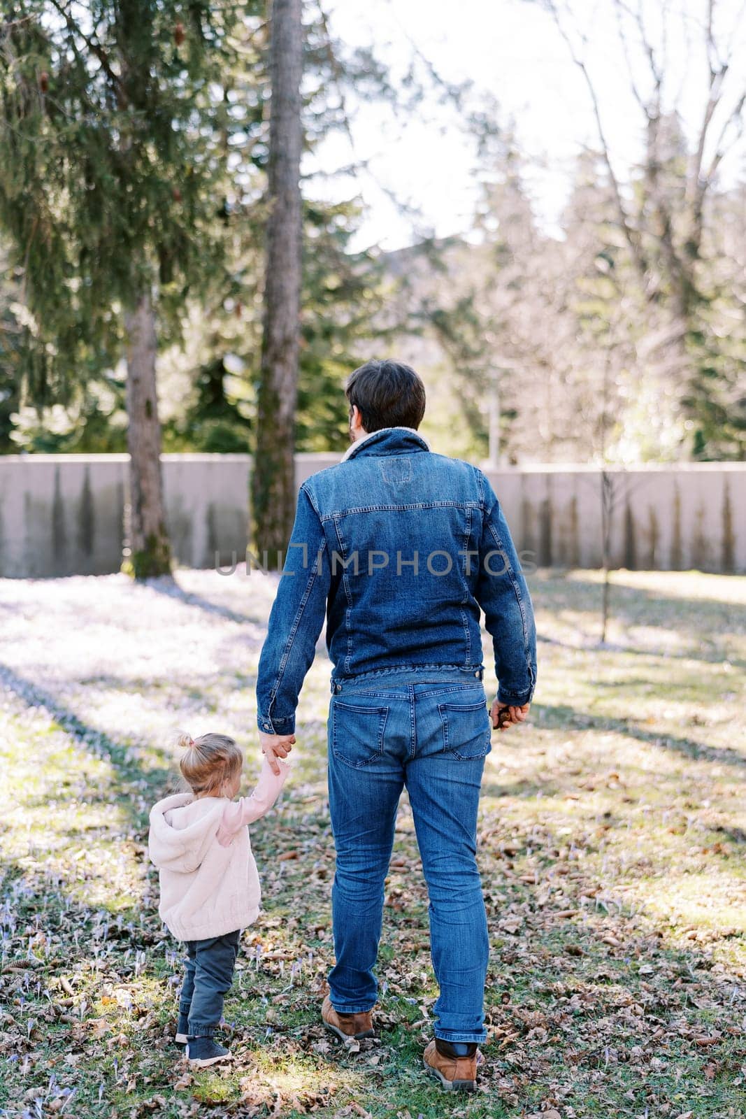 Dad and a little girl are walking along a flowering meadow in a sunny park. Back view. High quality photo