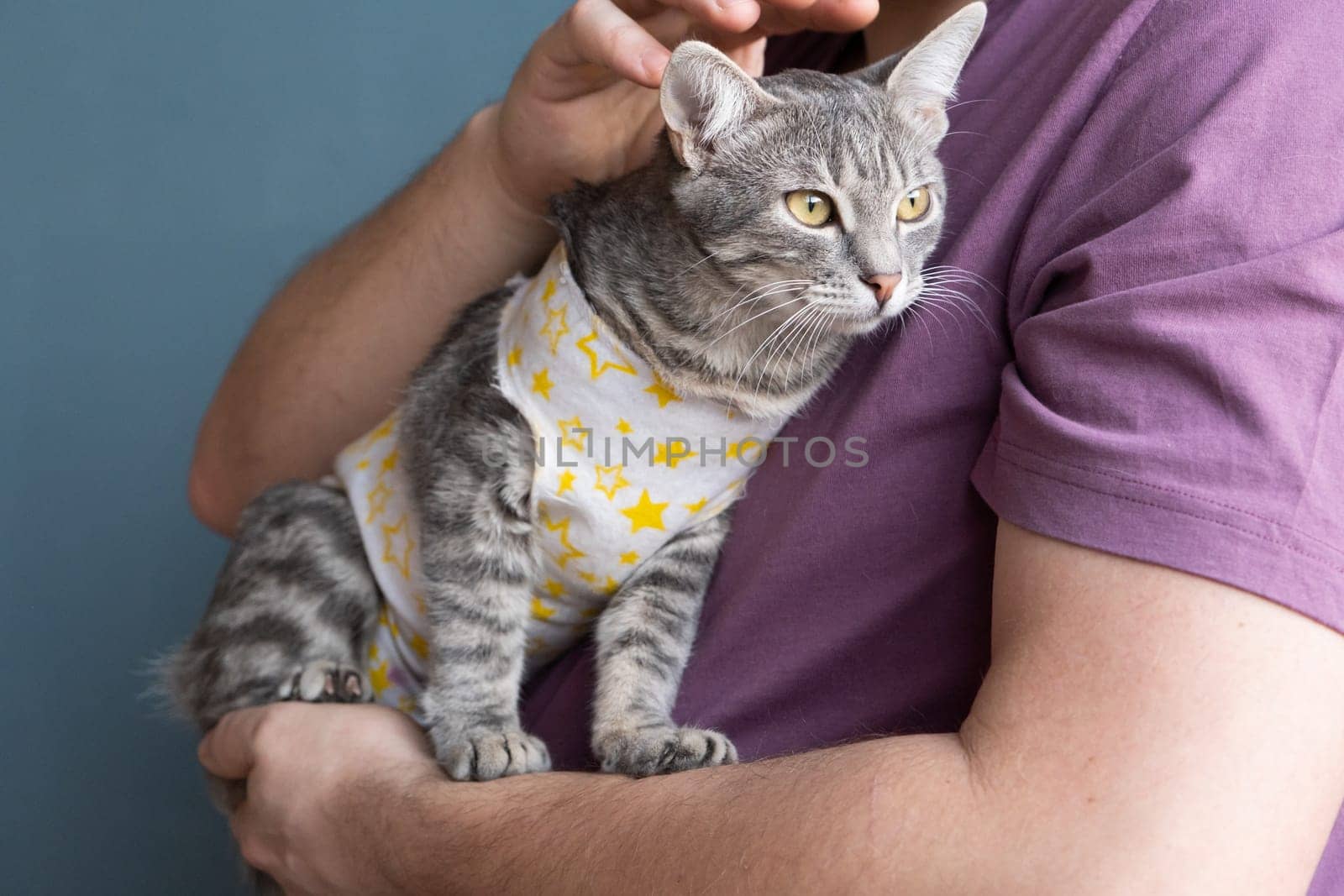 Pet sterilization concept. Adorable kitty portrait in special suit bandage recovering after surgery by Desperada