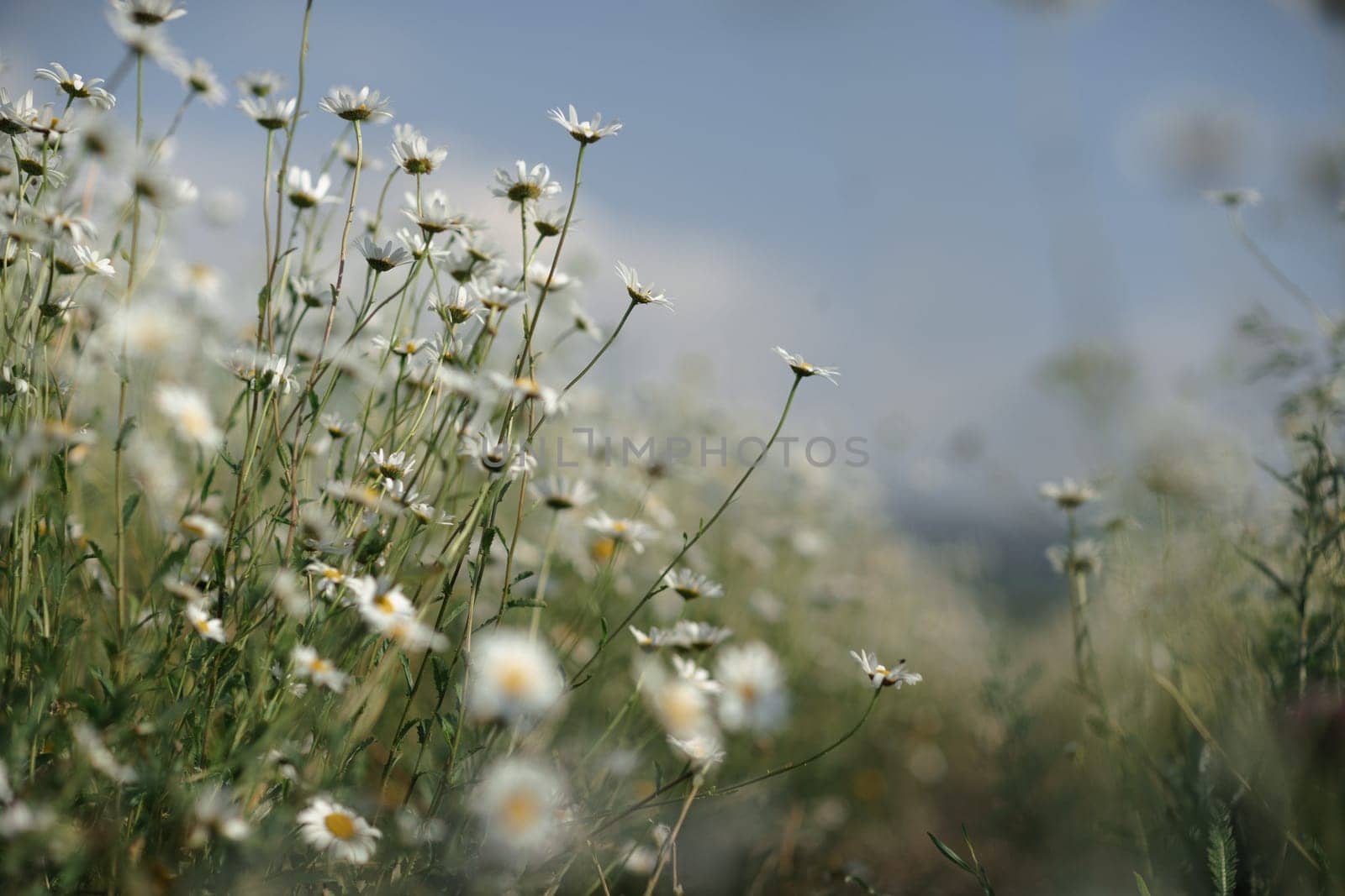 Daisy Chamomile background. Beautiful nature scene with blooming chamomilles in sun flare. Sunny day. Summer flowers. by Matiunina