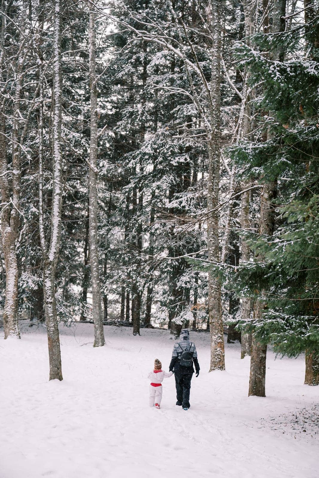 Mother and a little girl walk holding hands in a snowy spruce forest. Back view by Nadtochiy