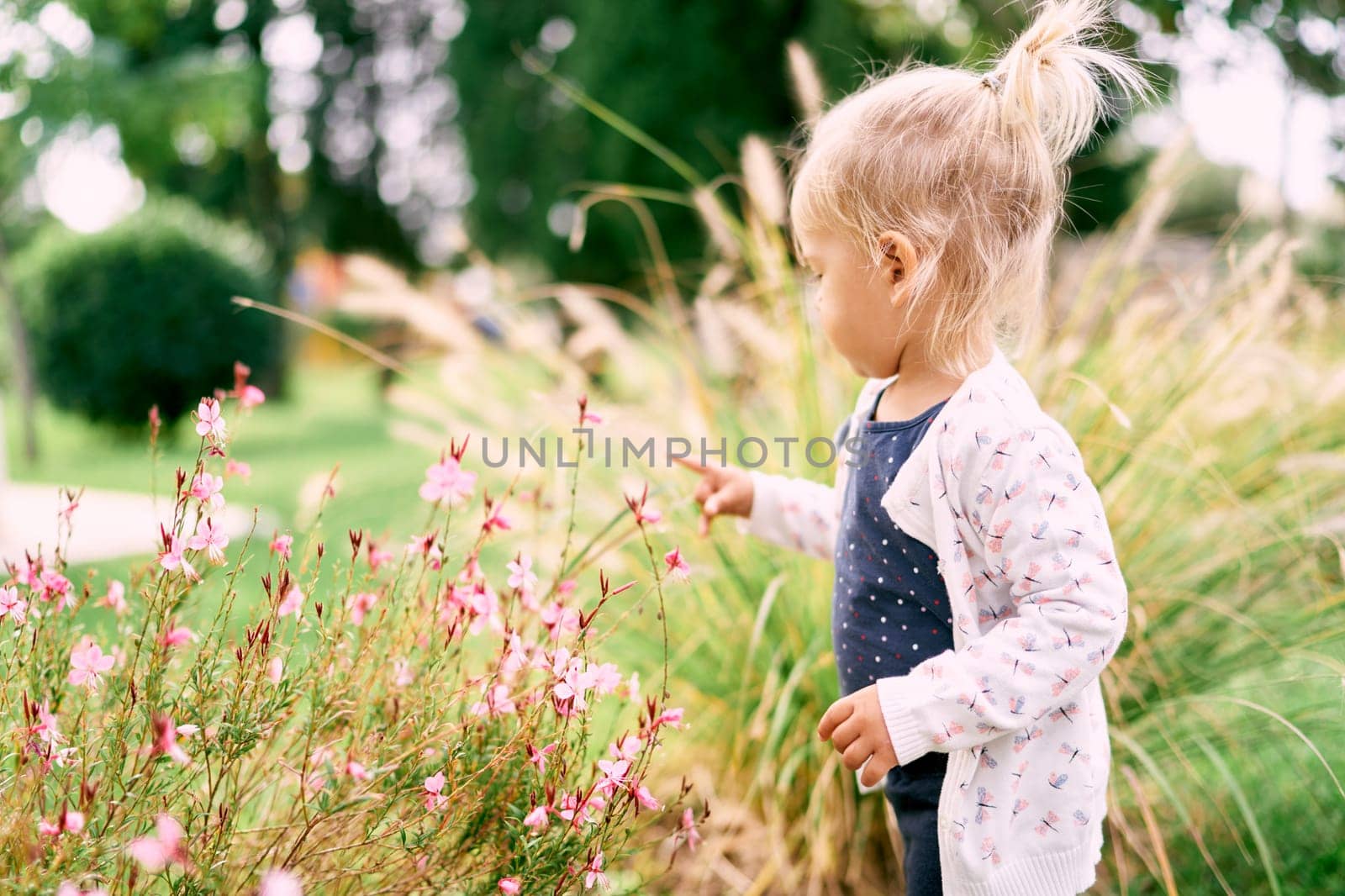 Little girl stands near a flowering bush in the garden and touches the flowers with her fingers by Nadtochiy