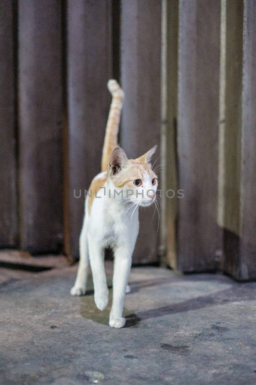 Golden White Cat in Motion by jinhongljh