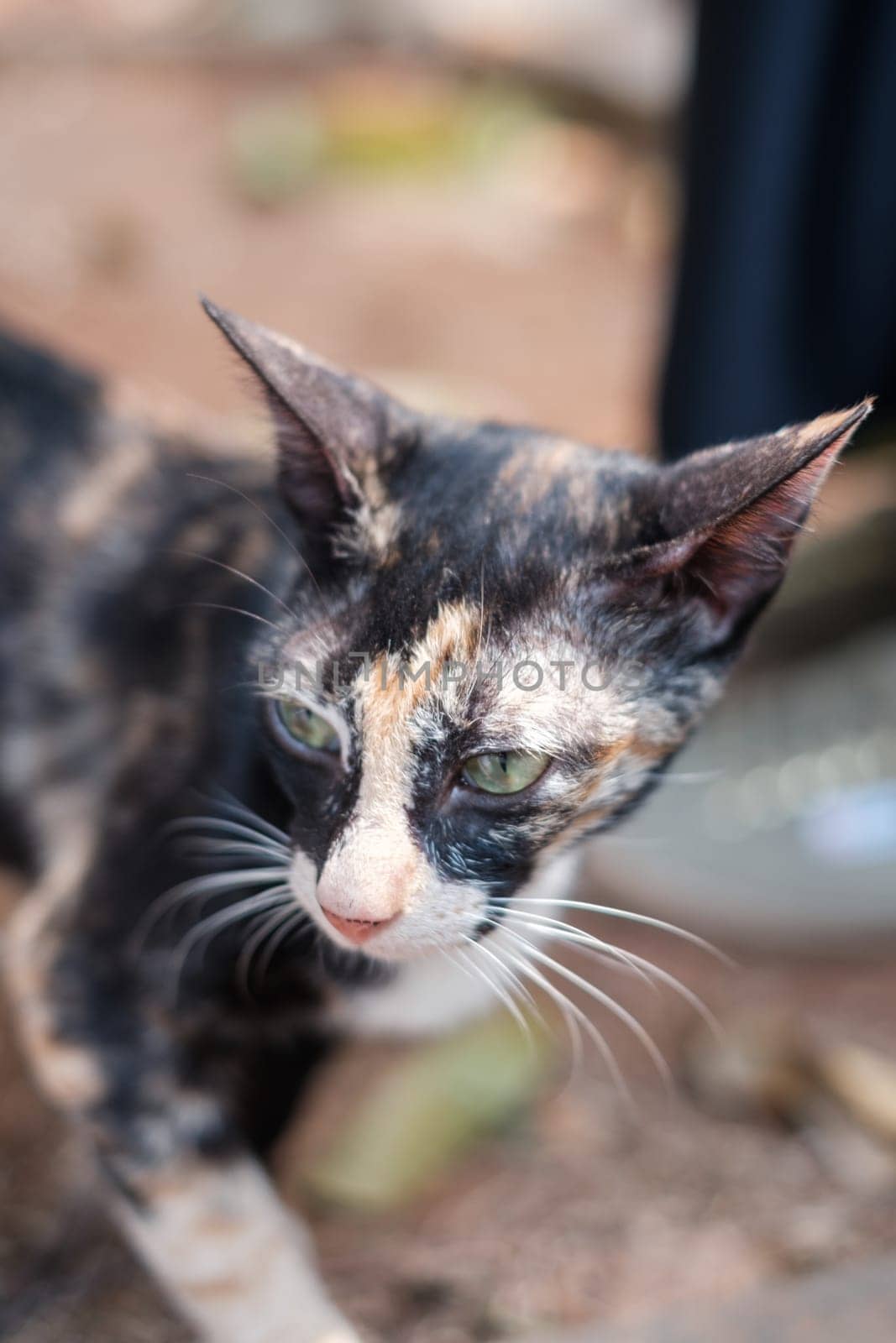 Cat with Green Eyes and Unique Fur