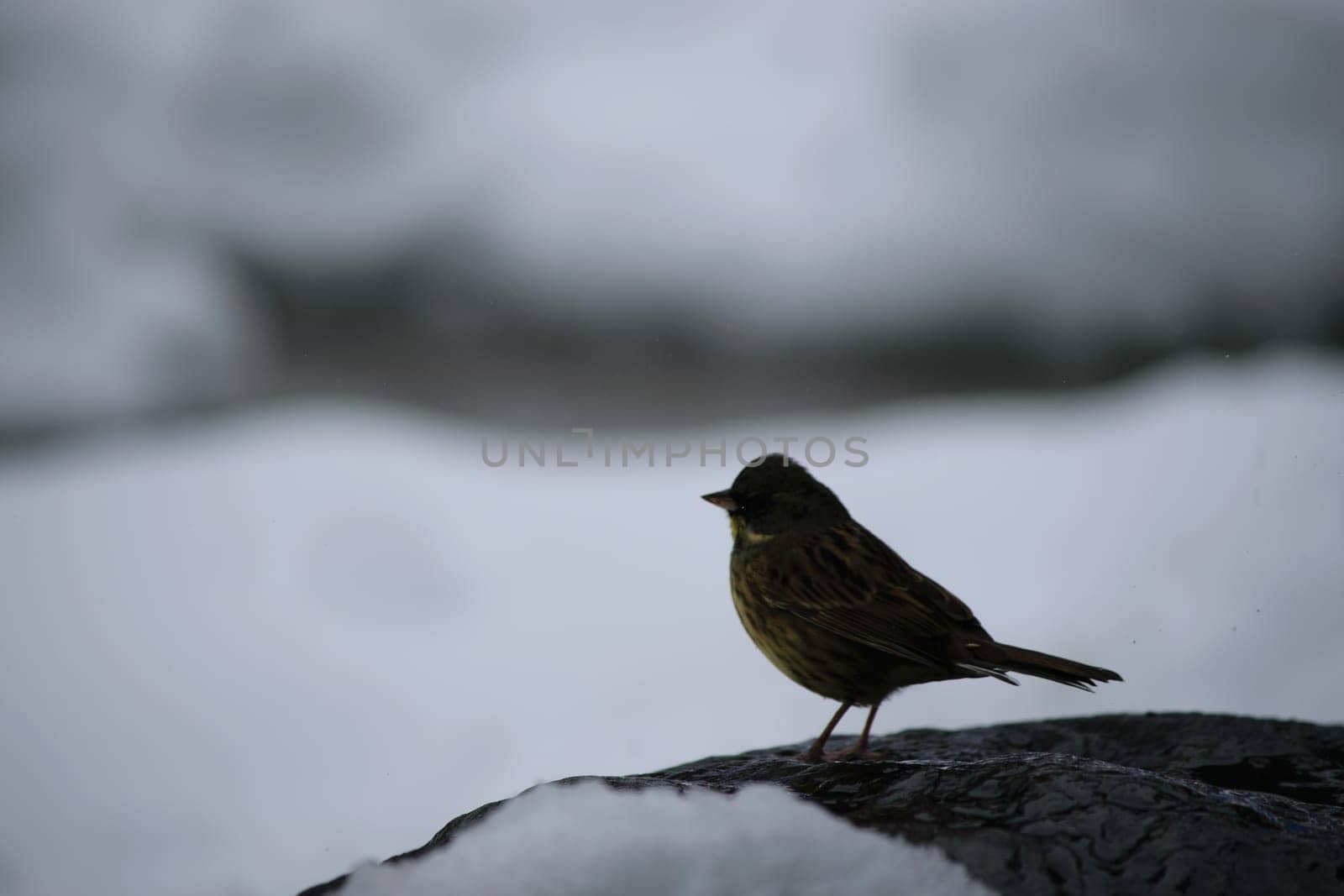 A green finch on an icy rock set against a white background.