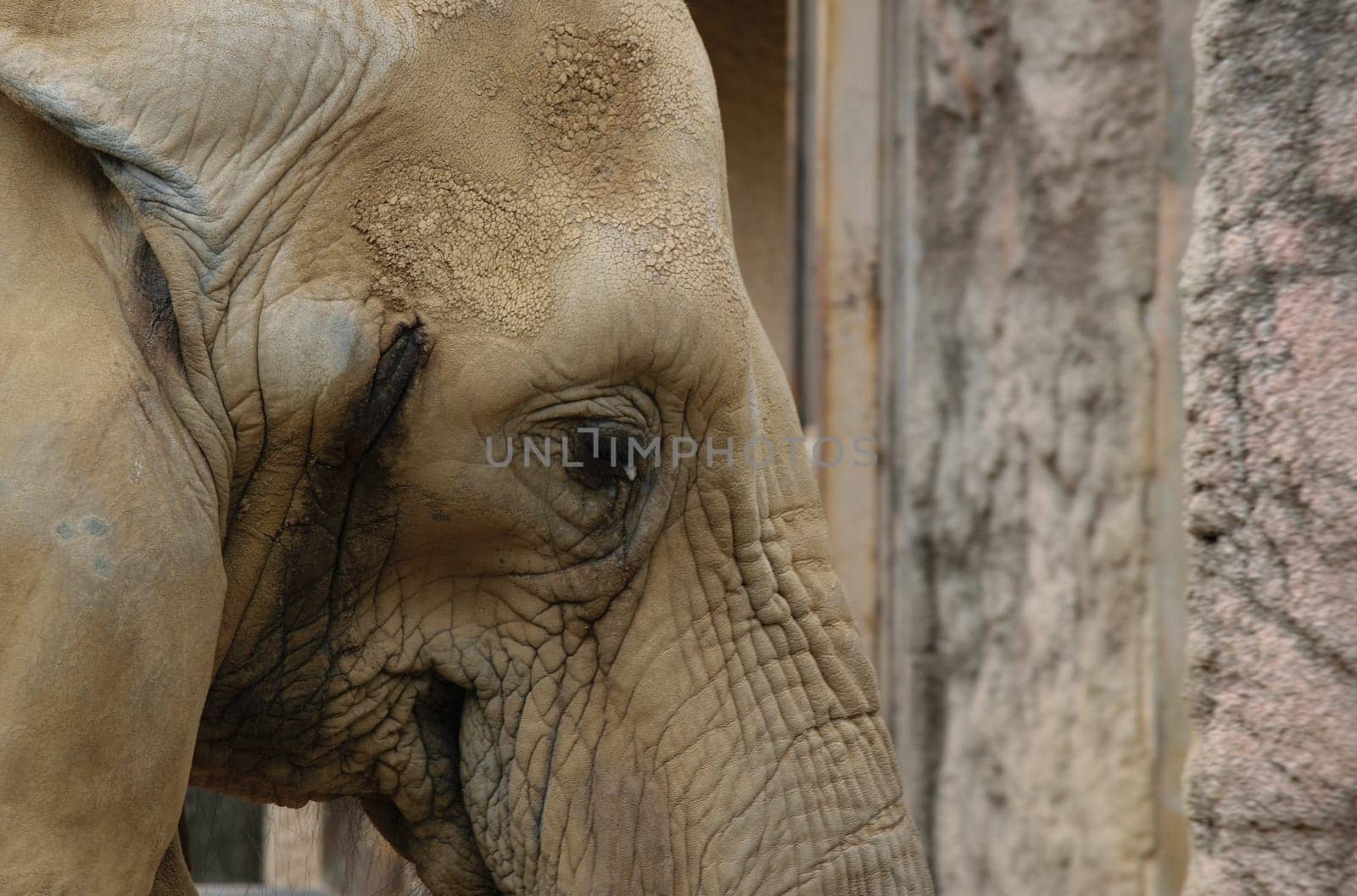 A side profile of an elephant with its eye slightly closed