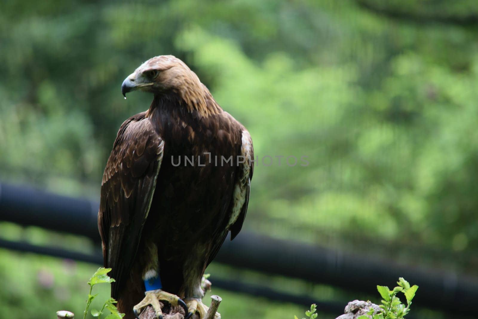 Majestic brown eagle perched, with a sharp gaze, against a blurred green forest background.