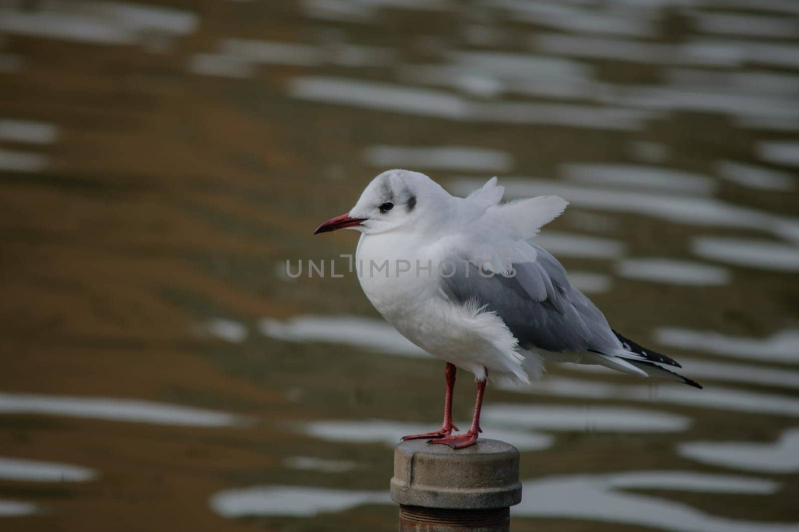 Seagull perched on a post with rippling water background.