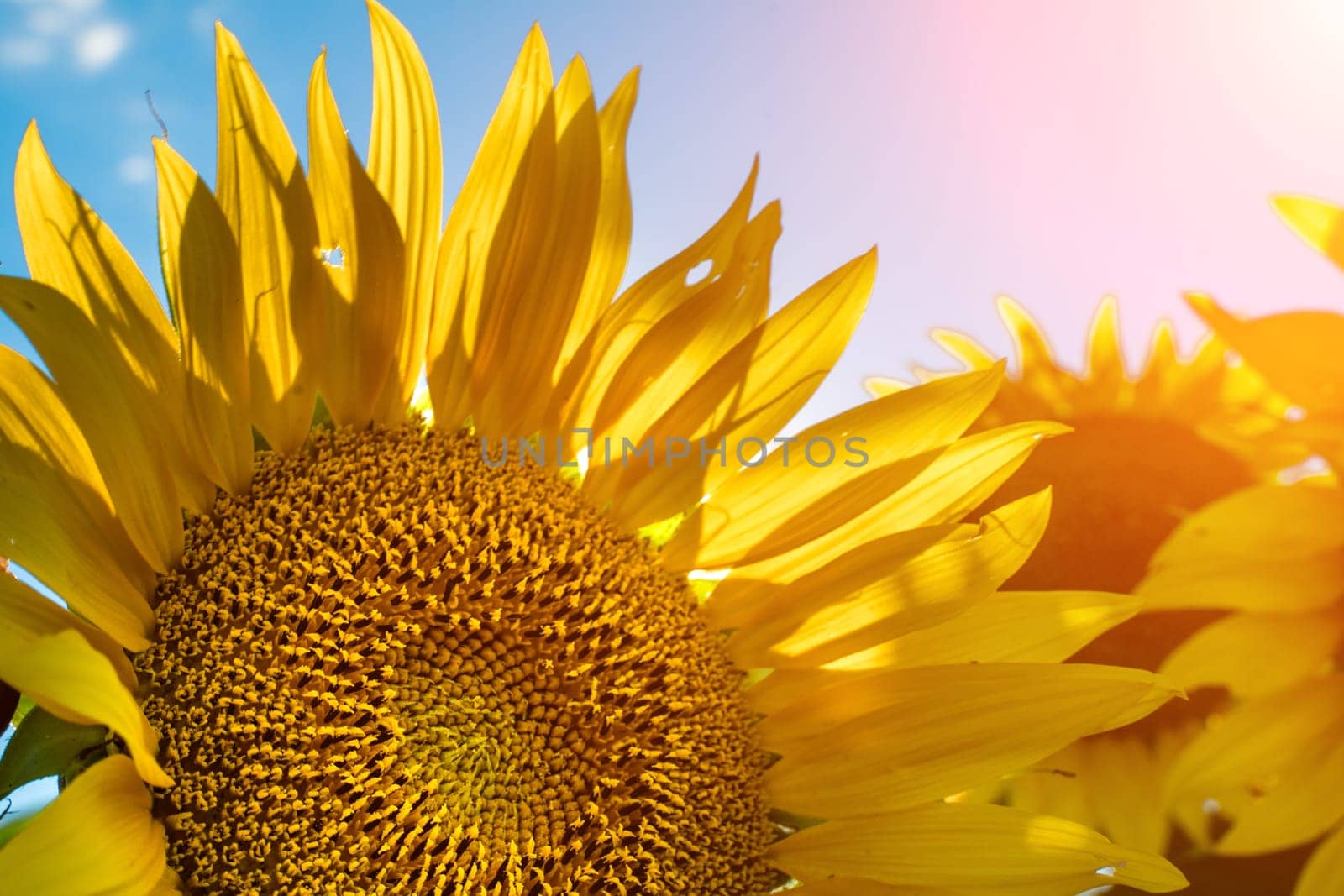Half of a sunflower flower against a blue sky. The sun shines through the yellow petals. Agricultural cultivation of sunflower for cooking oil. by Matiunina