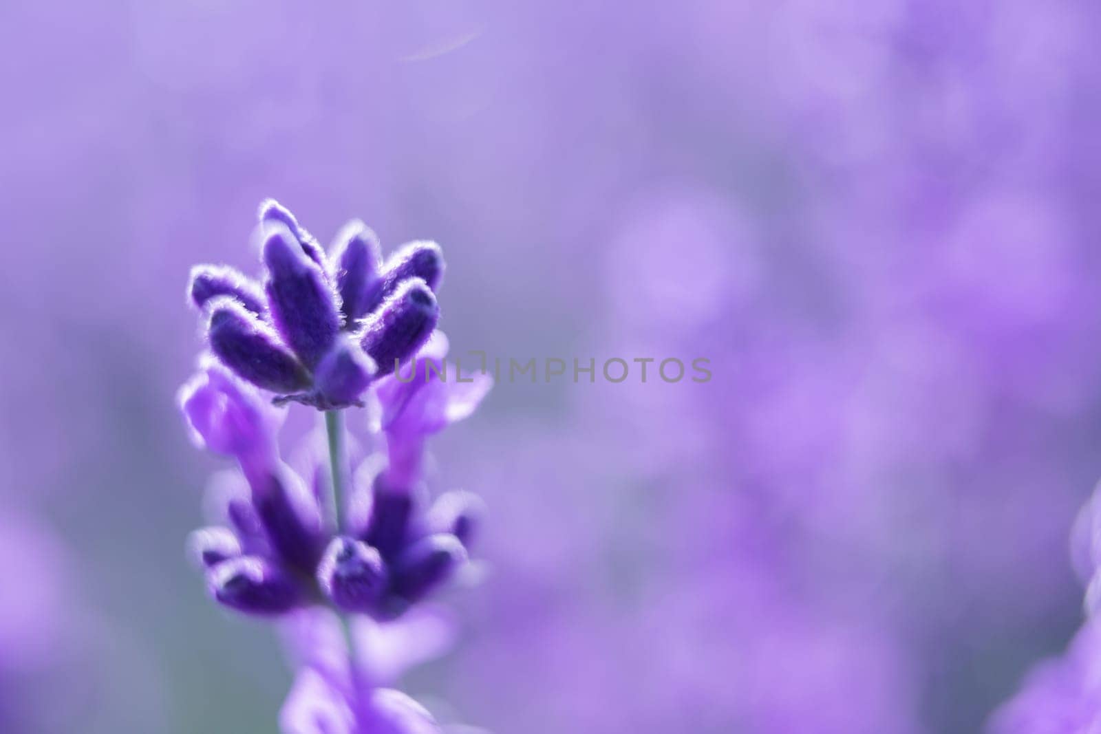 Lavender flower blooming scented fields in endless rows. Selective focus on Bushes of lavender purple aromatic flowers at lavender field. Abstract blur for background.