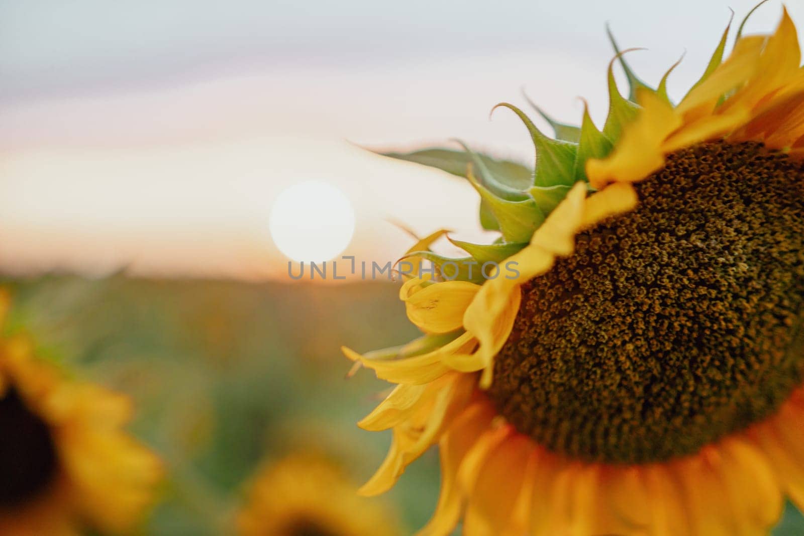 Bright Sunflower Flower: Close-up of a sunflower in full bloom, creating a natural abstract background. Summer time. Field of sunflowers in the warm light of the setting sun. Helianthus annuus. by panophotograph