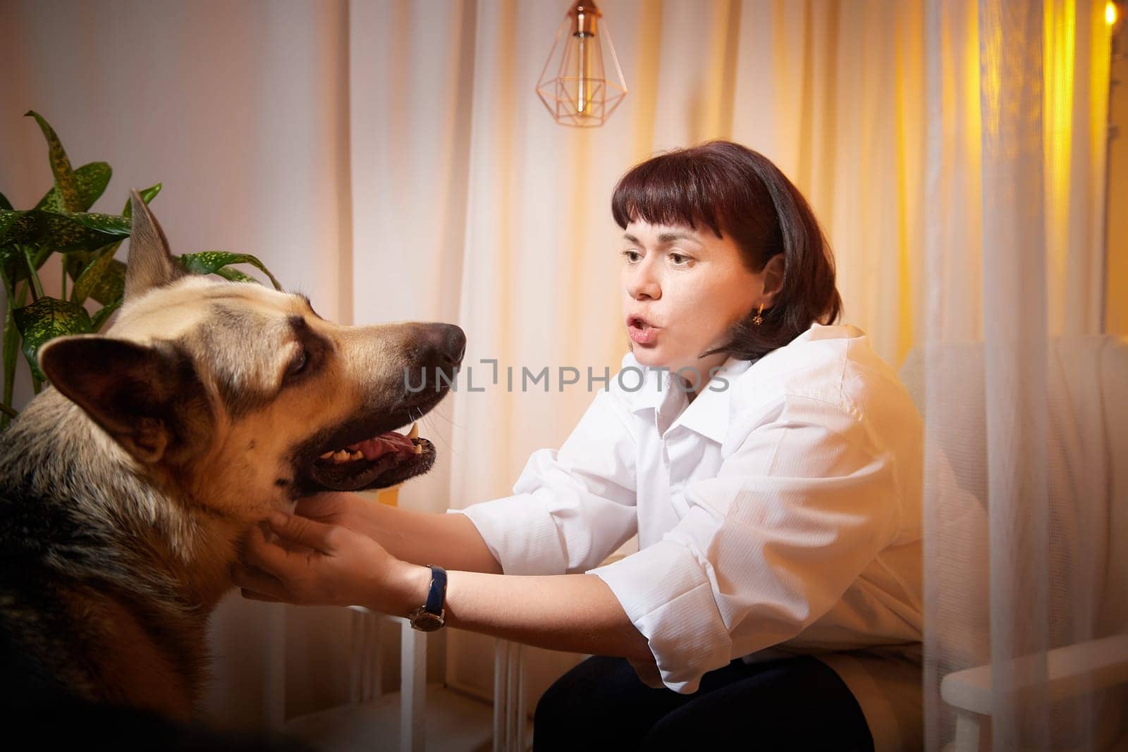 Adult mature woman with big shepherd dog in white shirt. Room with girl and calm cozy evening atmosphere with transparent curtains and soft warm light of lamps. Concept of love for animals and pets by keleny