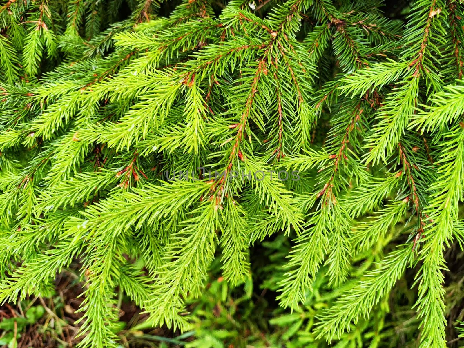 Background of Christmas tree branches. Abstract Green pattern with spruce needles. Place for text and copy space