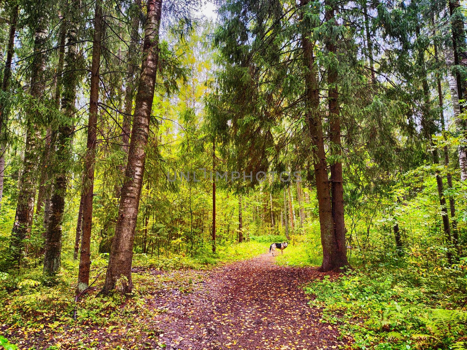 Path in the forest with dry yellow leaves. Natural background in autumn or summer