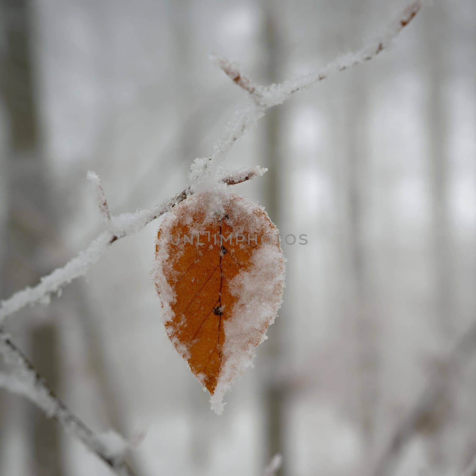 Winter landscape. Frost on branches. Beautiful winter seasonal natural background.