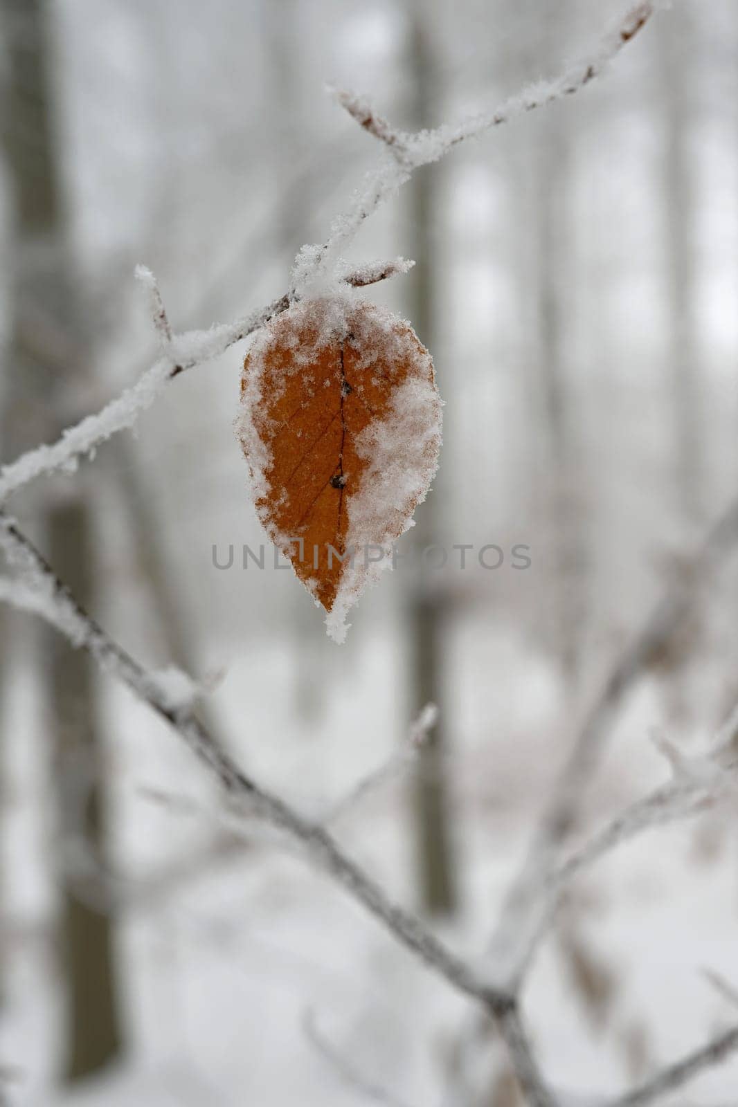 Winter landscape. Frost on branches. Beautiful winter seasonal natural background.