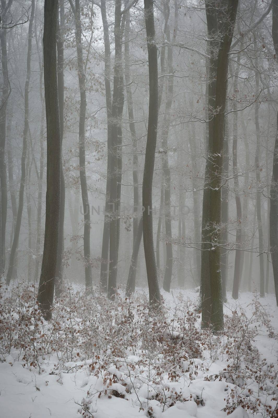 Snowy trees in forest. Beautiful concept for winter, nature and forest.