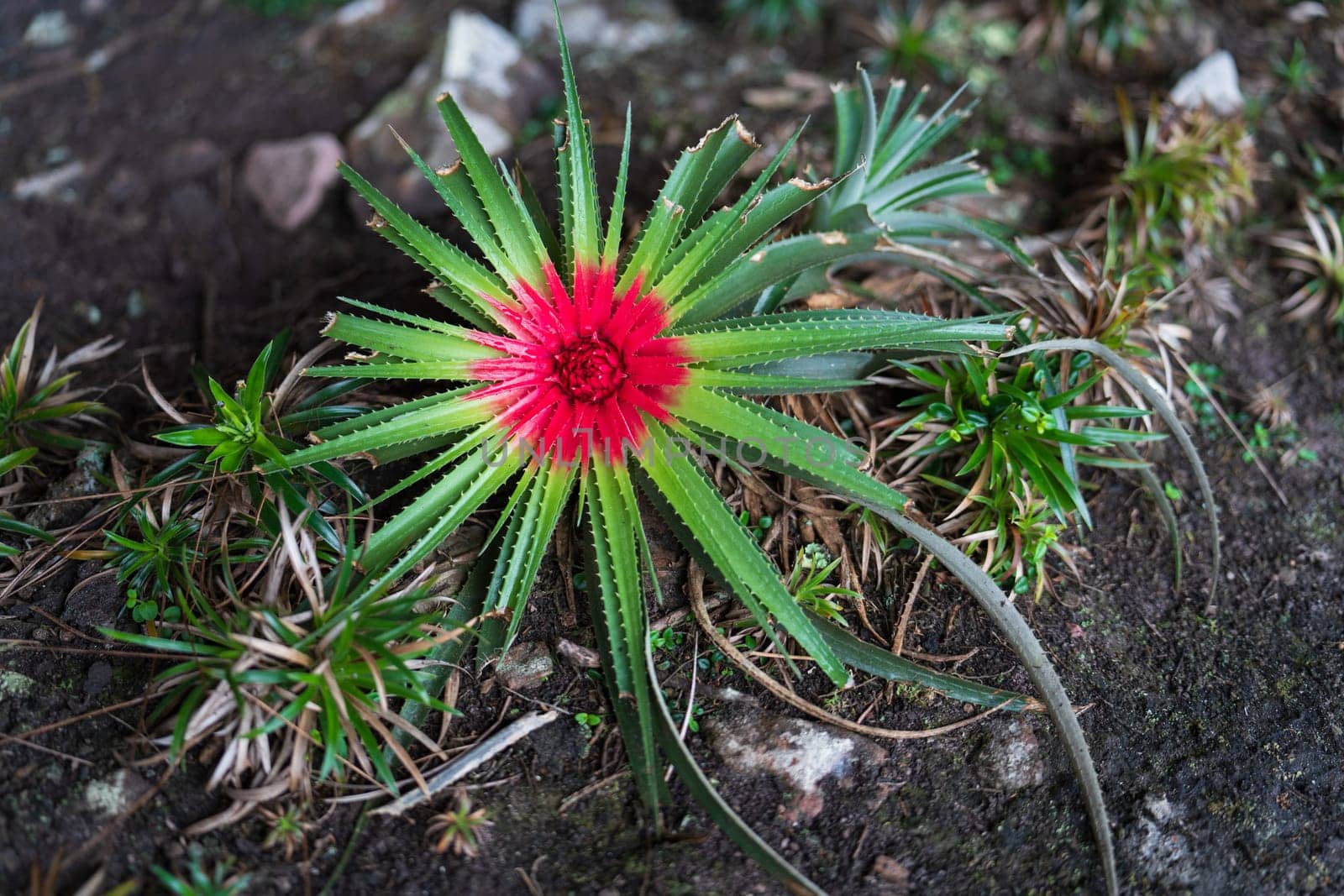 Close-up photo of a red bromeliad amid green leaves in nature.