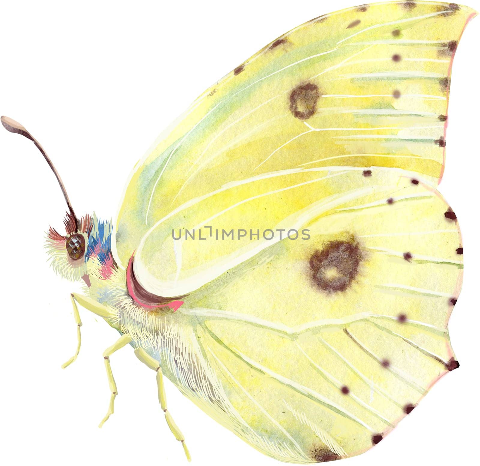The yellow Lemongrass butterfly with folded wings. Side view. Watercolor illustration