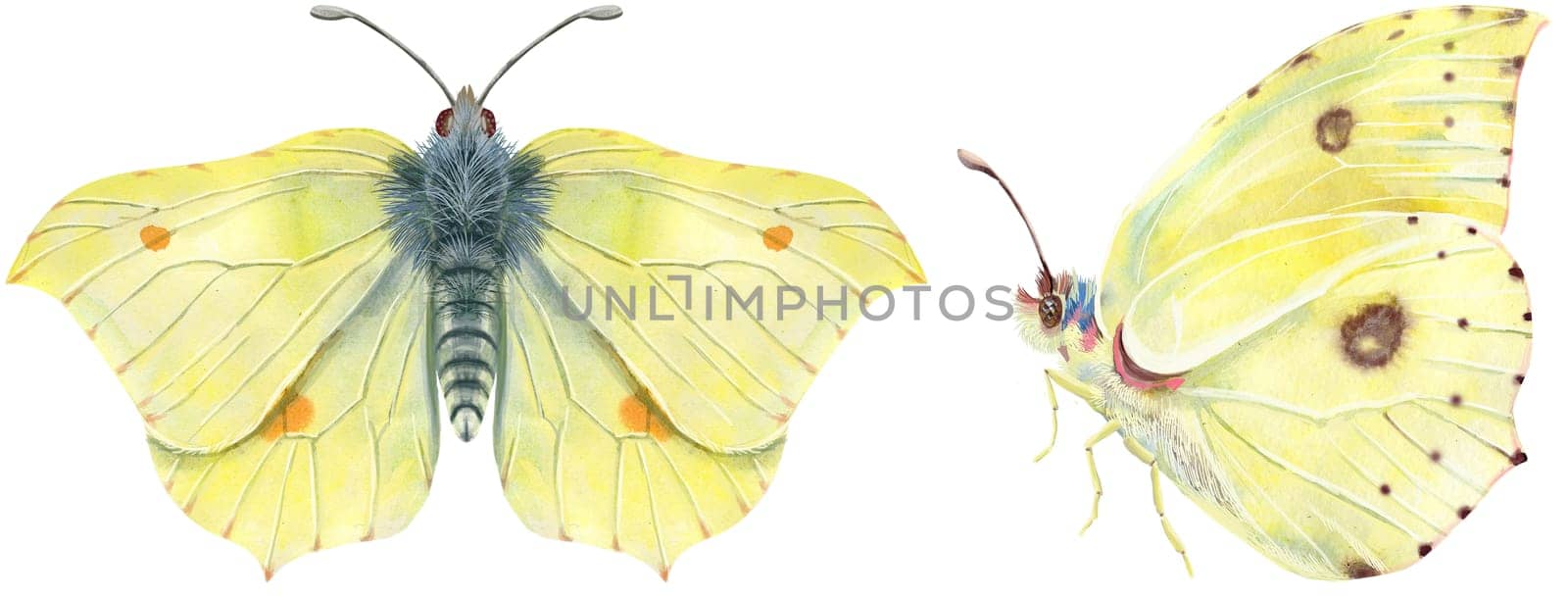 The yellow Lemongrass butterfly. Watercolor illustration