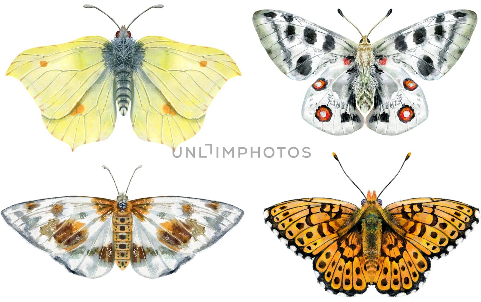 Set of watercolor butterflies different colors, isolated on white by NataOmsk