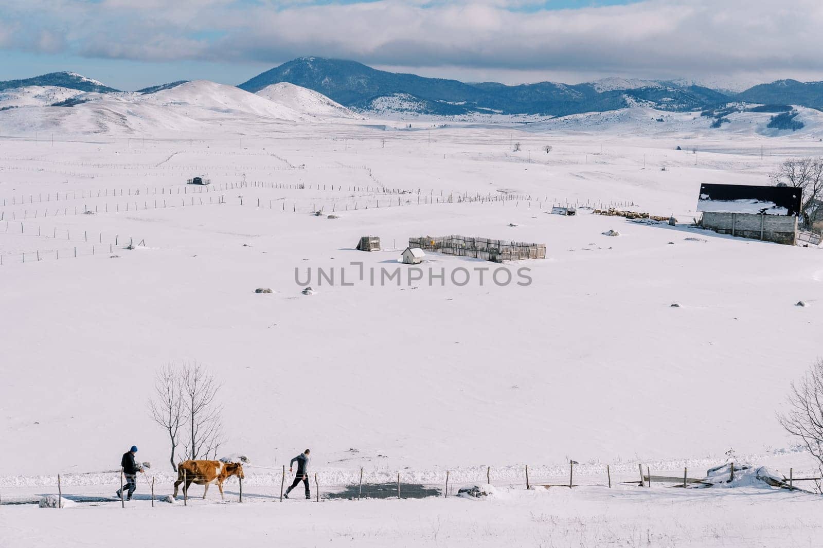 Farmers lead a cow on a rope along the snowy road in the village by Nadtochiy