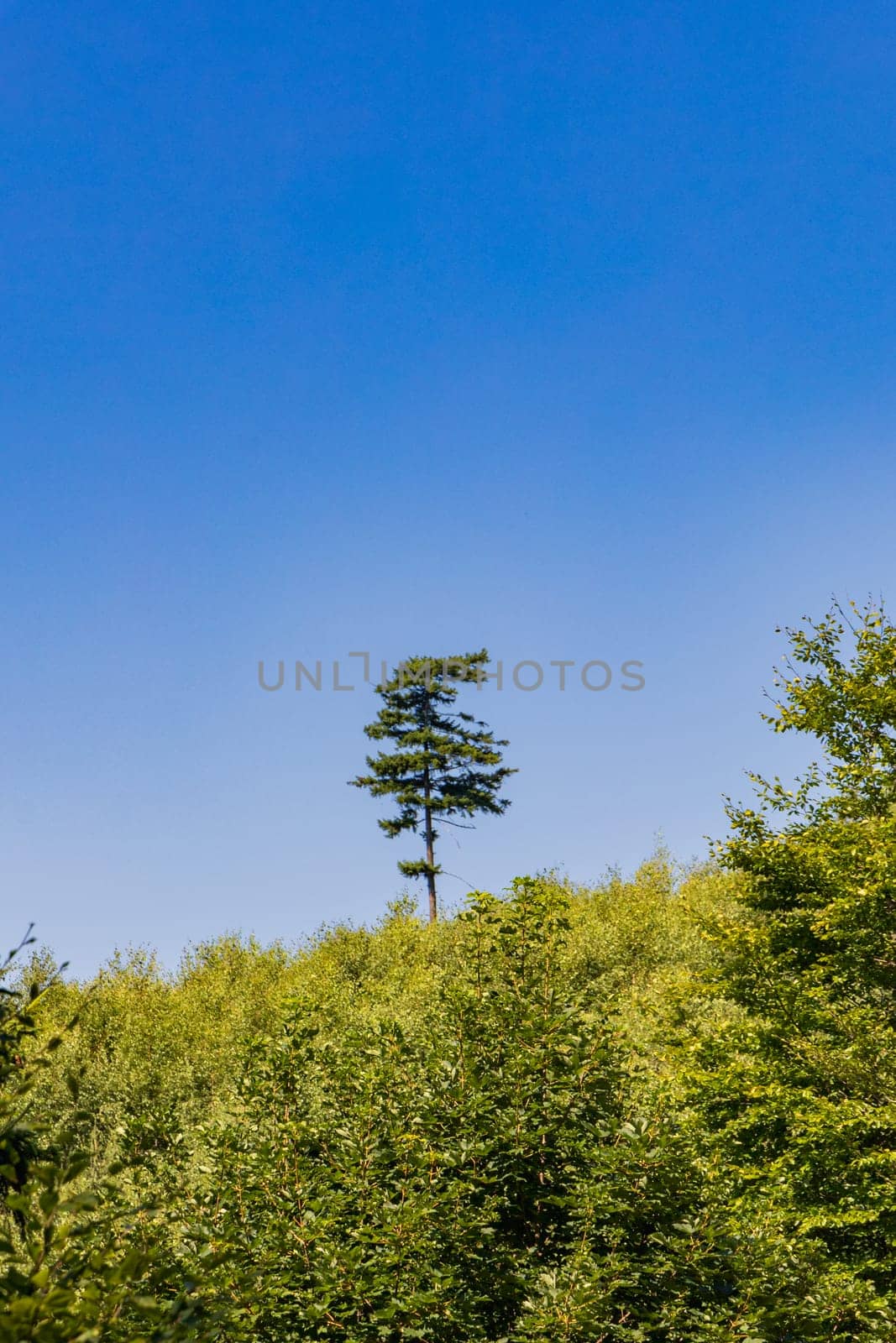 Beautiful alone high tree next to mountain trail growing behind and over high and green bushes at sunny day by Wierzchu