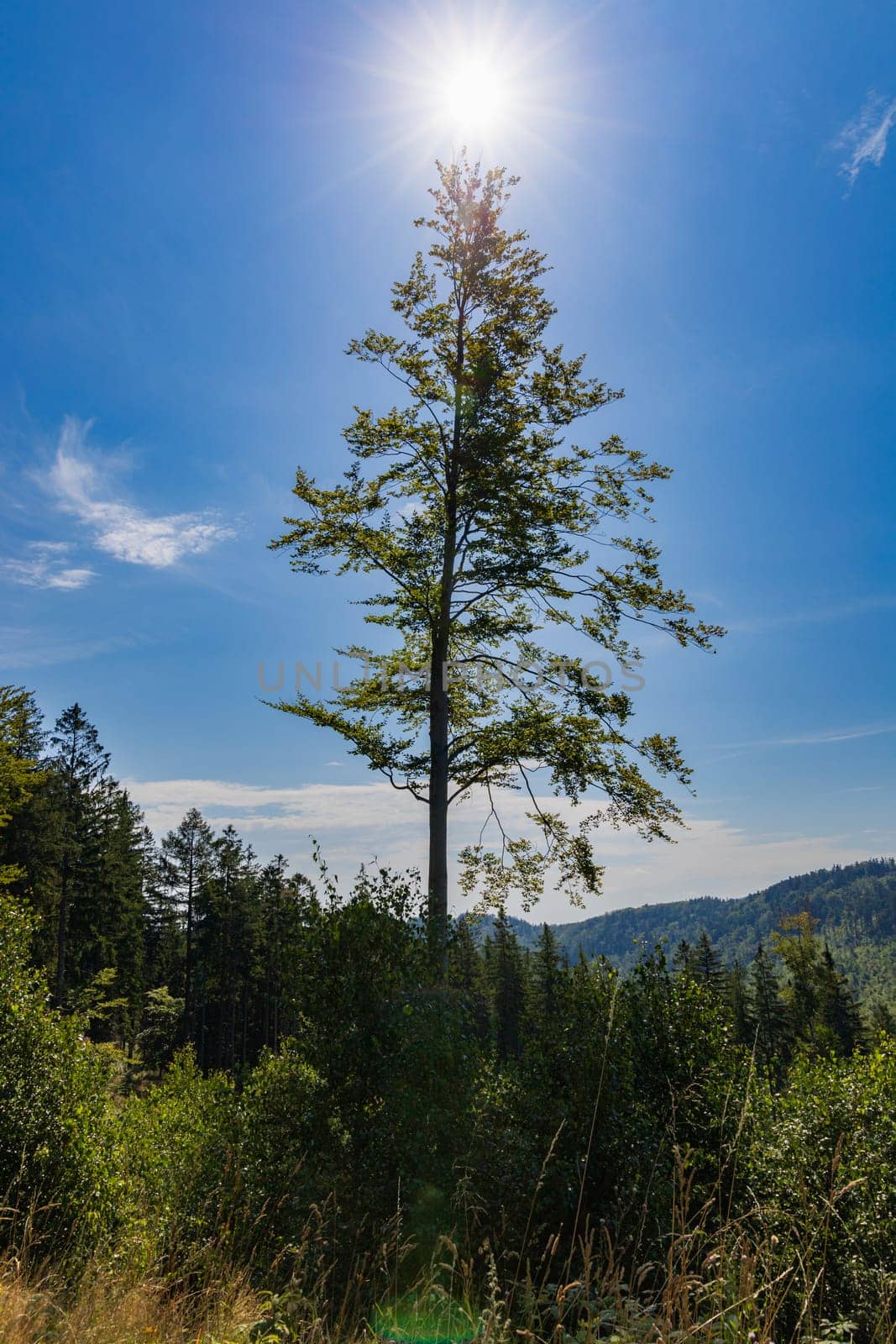 Beautiful alone high tree next to mountain trail with shining sun on top of it at sunny day by Wierzchu