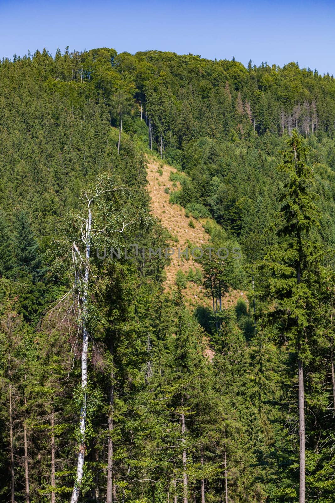 Beautiful green yellow and blue landscape of layers of hills and mountains full of high and green trees by Wierzchu