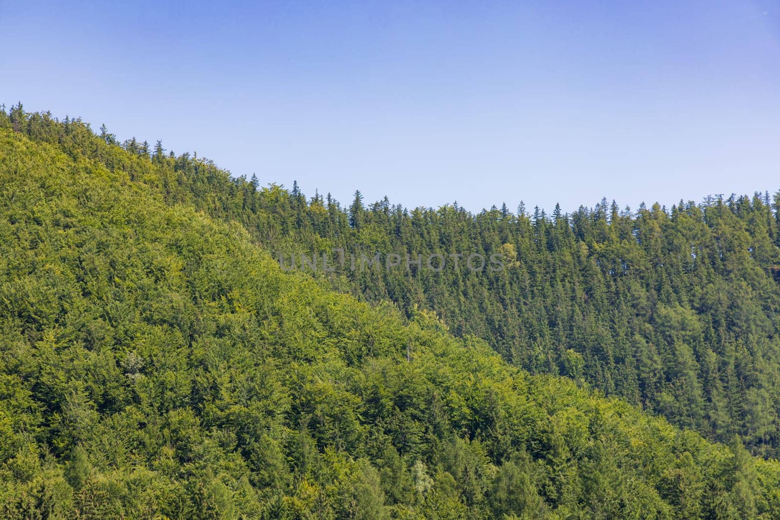 Beautiful green yellow and blue landscape of layers of hills and mountains full of high and green trees by Wierzchu