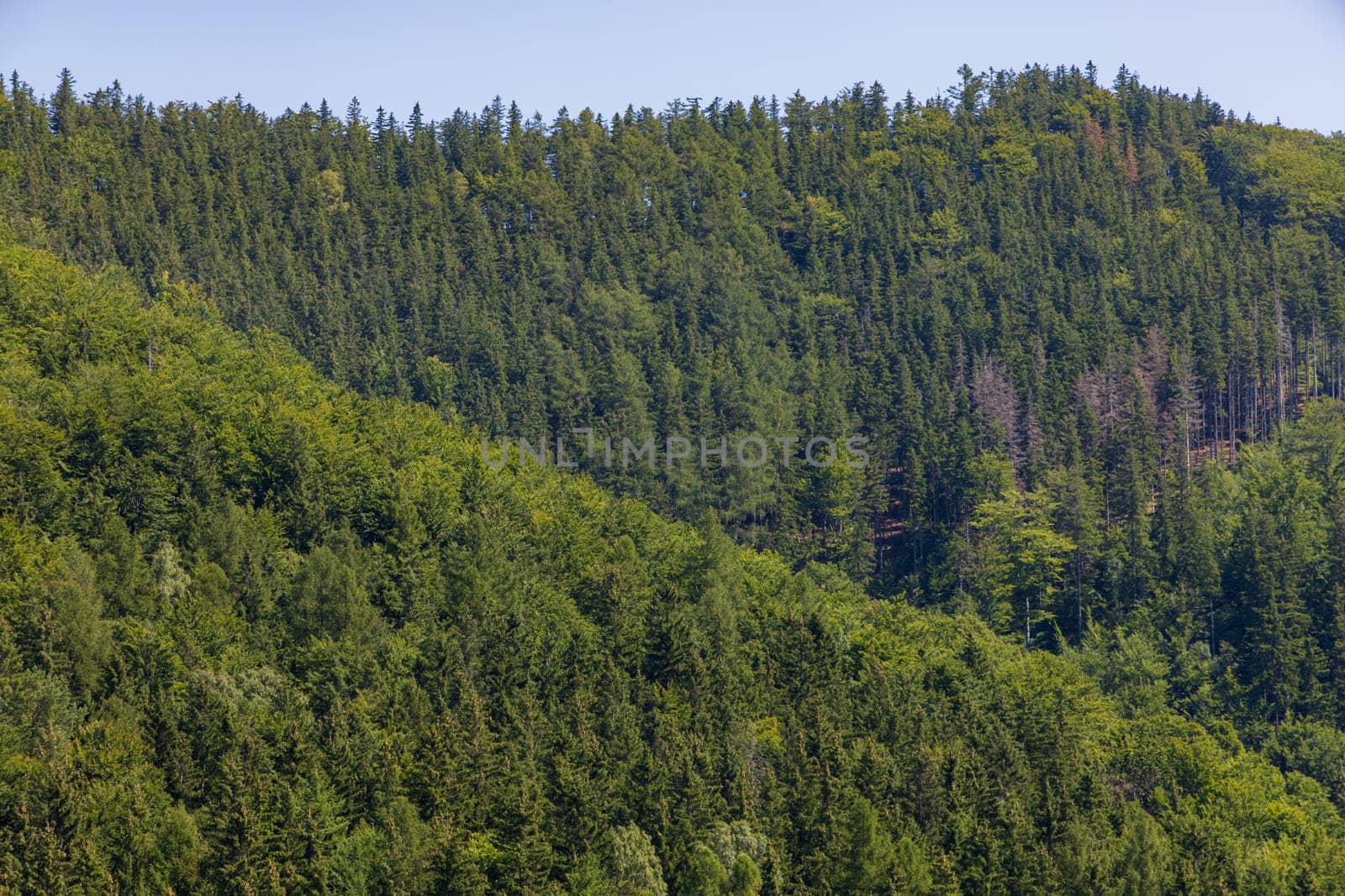 Beautiful green yellow and blue landscape of layers of hills and mountains full of high and green trees by Wierzchu