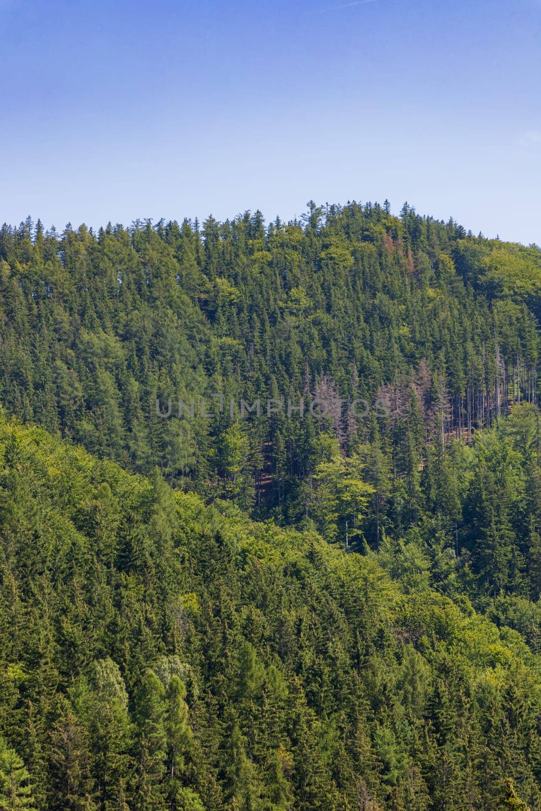 Beautiful green yellow and blue landscape of layers of hills and mountains full of high and green trees by Wierzchu