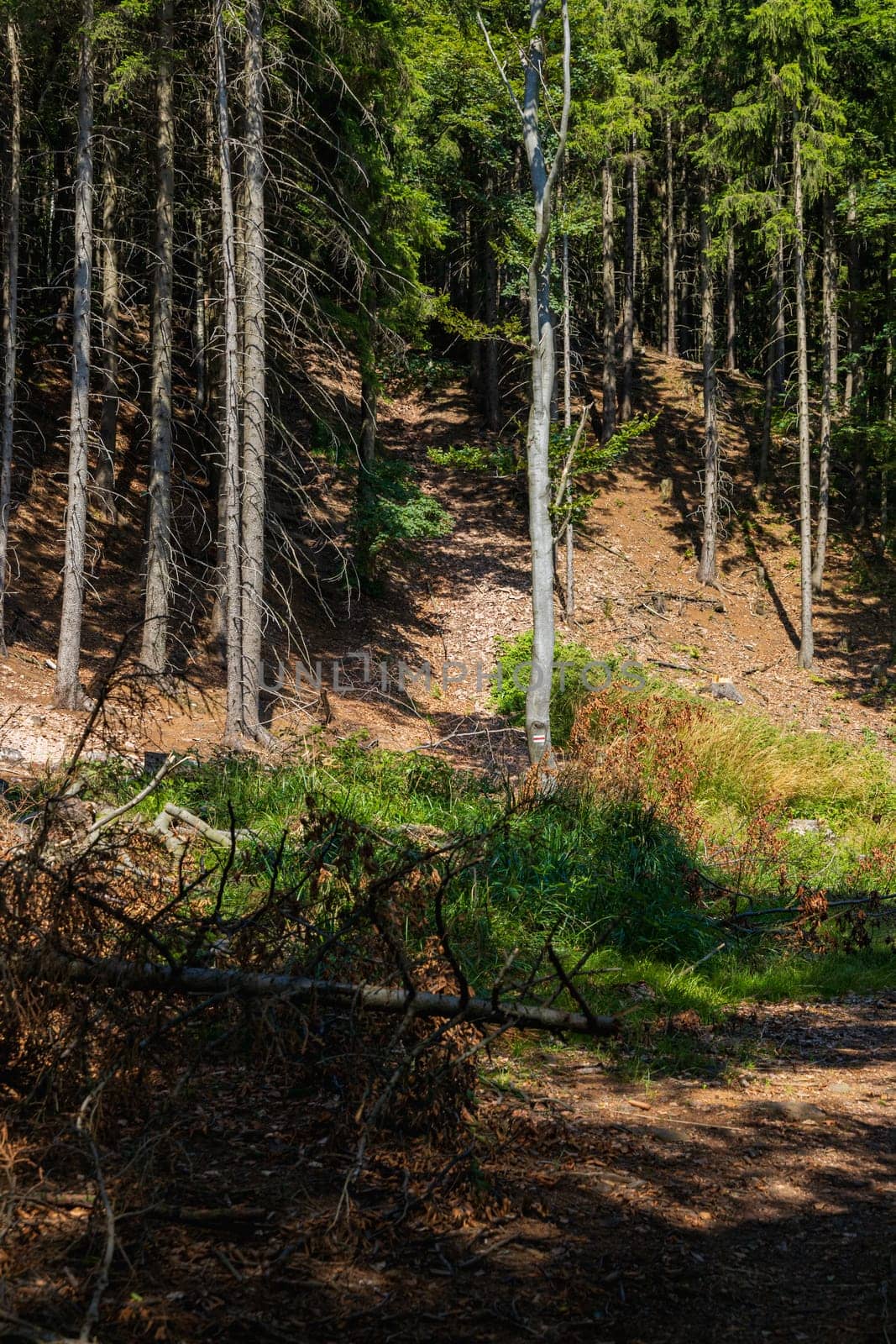 High and steep hill at mountain trail between high and thin trees at sunny day