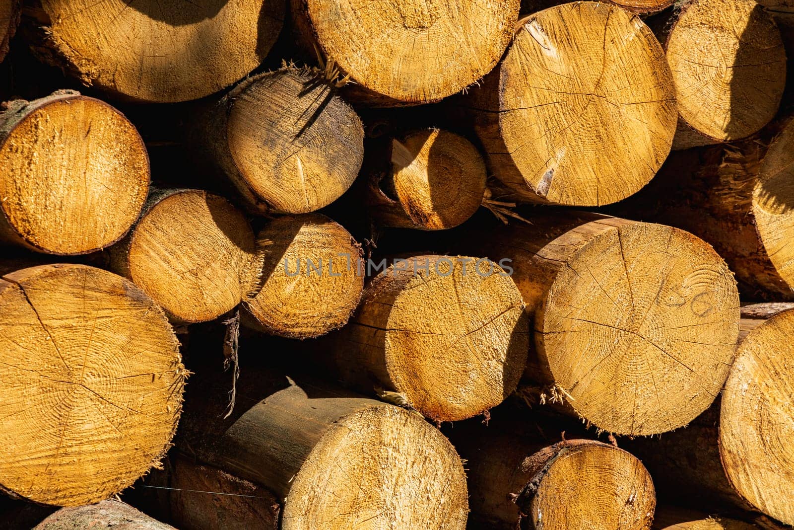 Big stack of fresh cut logs of trees next to mountain trail at sunny day