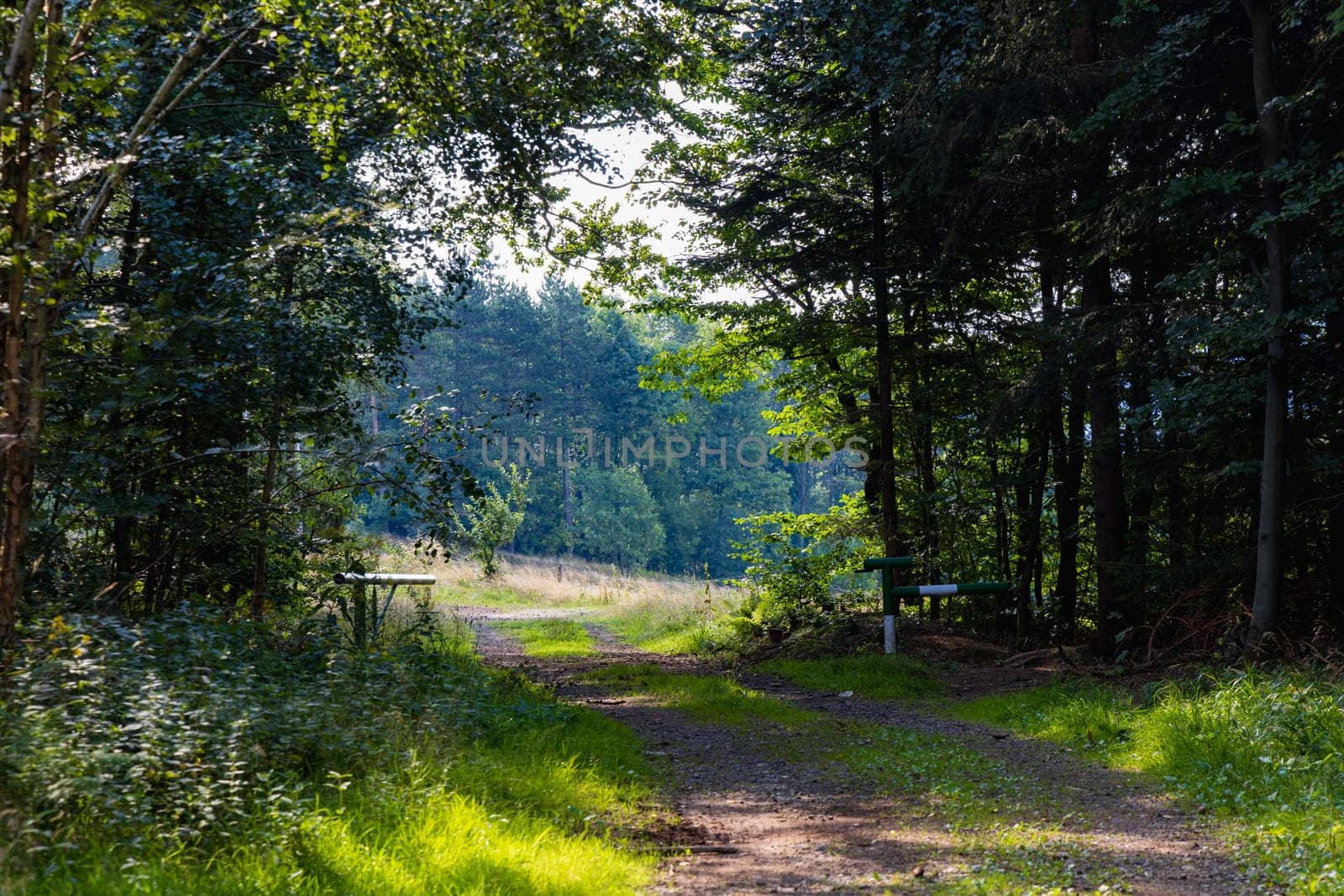 Beautiful natural gate at mountain trail created naturally by trees and bushes around by Wierzchu