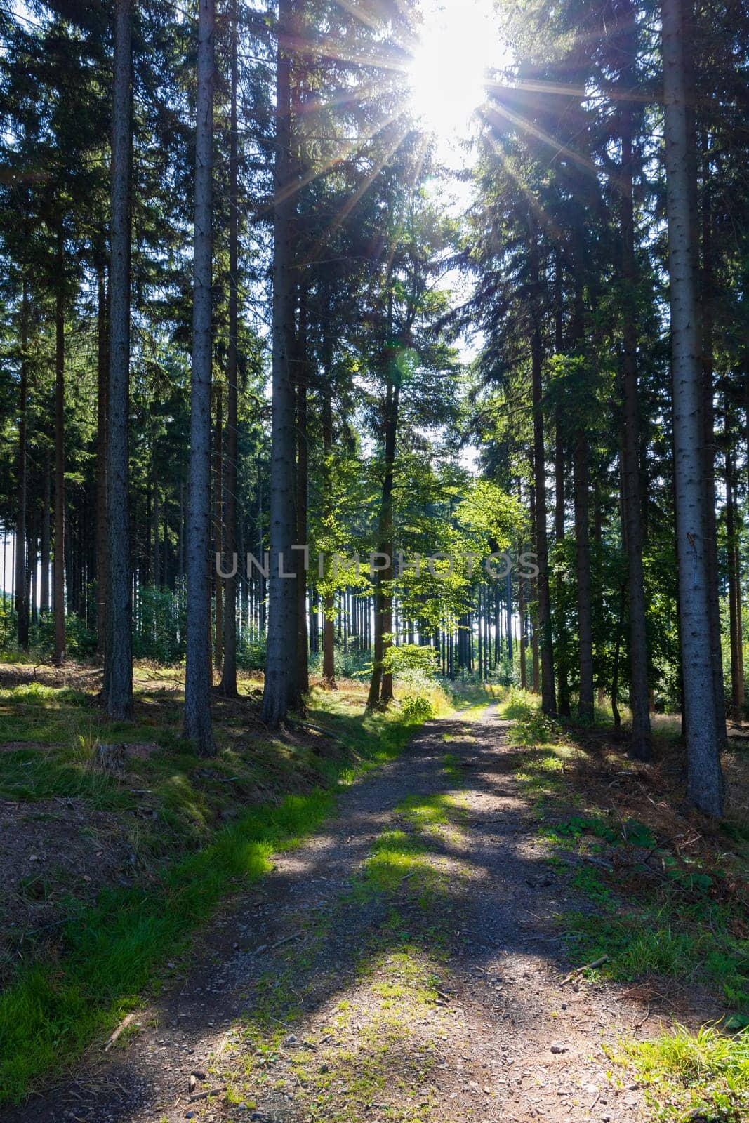 Beautiful mountain trail between thin high trees and shining sun on top at sunny day