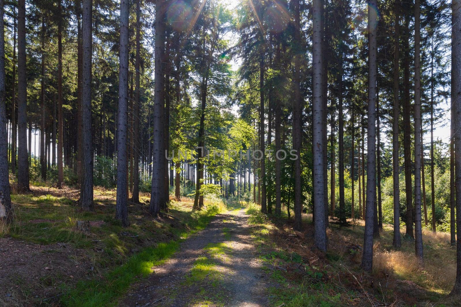 Beautiful mountain trail between thin high trees and shining sun on top at sunny day by Wierzchu