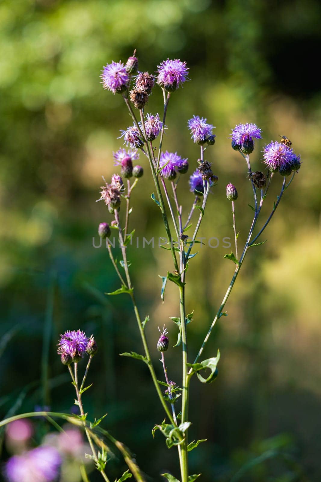 Beautiful purple plant with a lot of tiny flowers with long and thin green stem growing in bushes next to mountain trail by Wierzchu