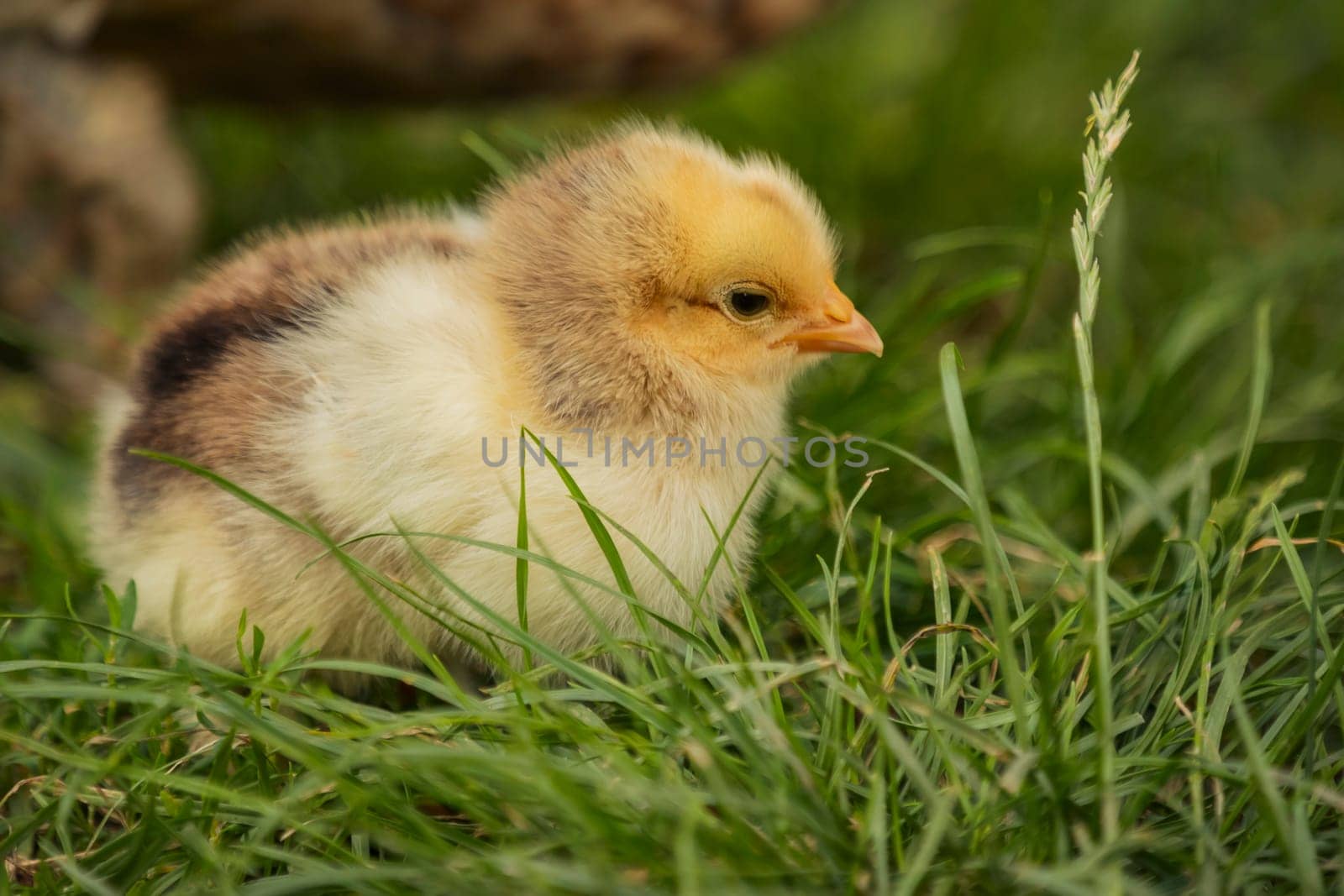little chicken sitting in the grass by zokov