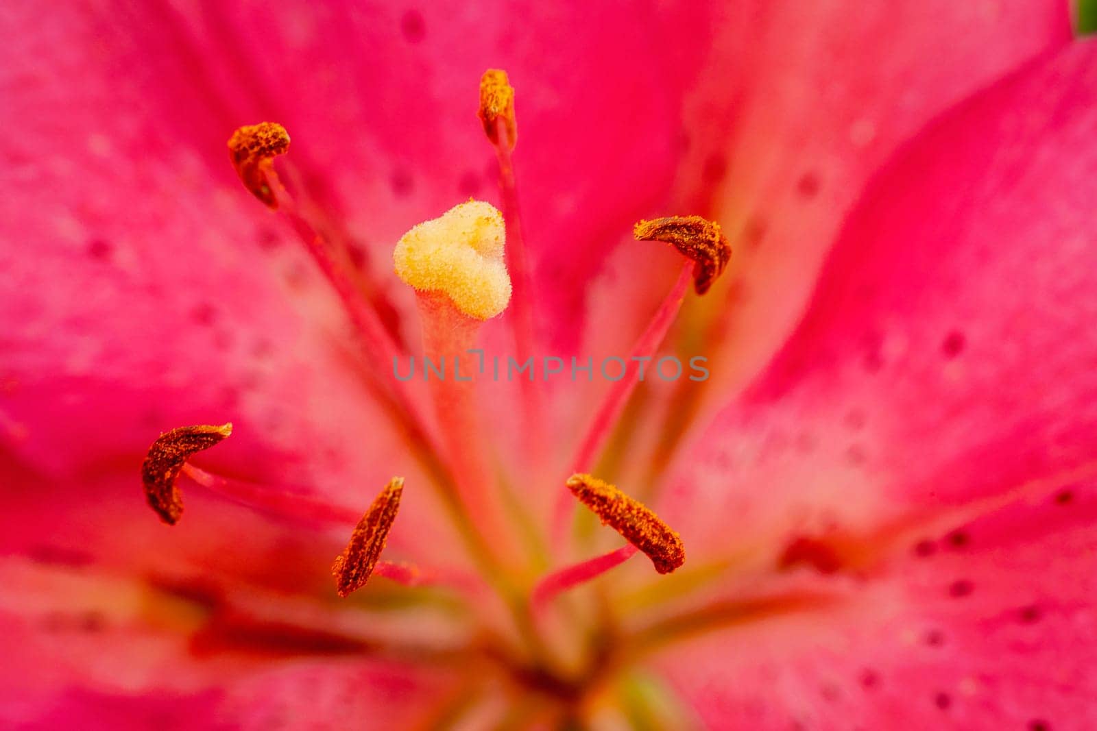 pink lily close up by zokov
